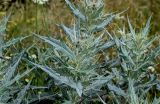 Cirsium argillosum