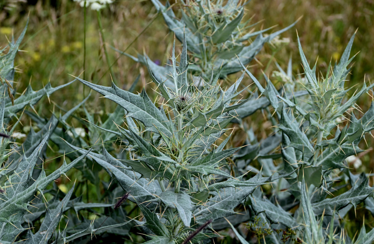 Изображение особи Cirsium argillosum.