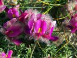 Hedysarum minjanense