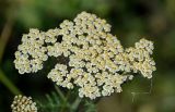 Achillea nobilis