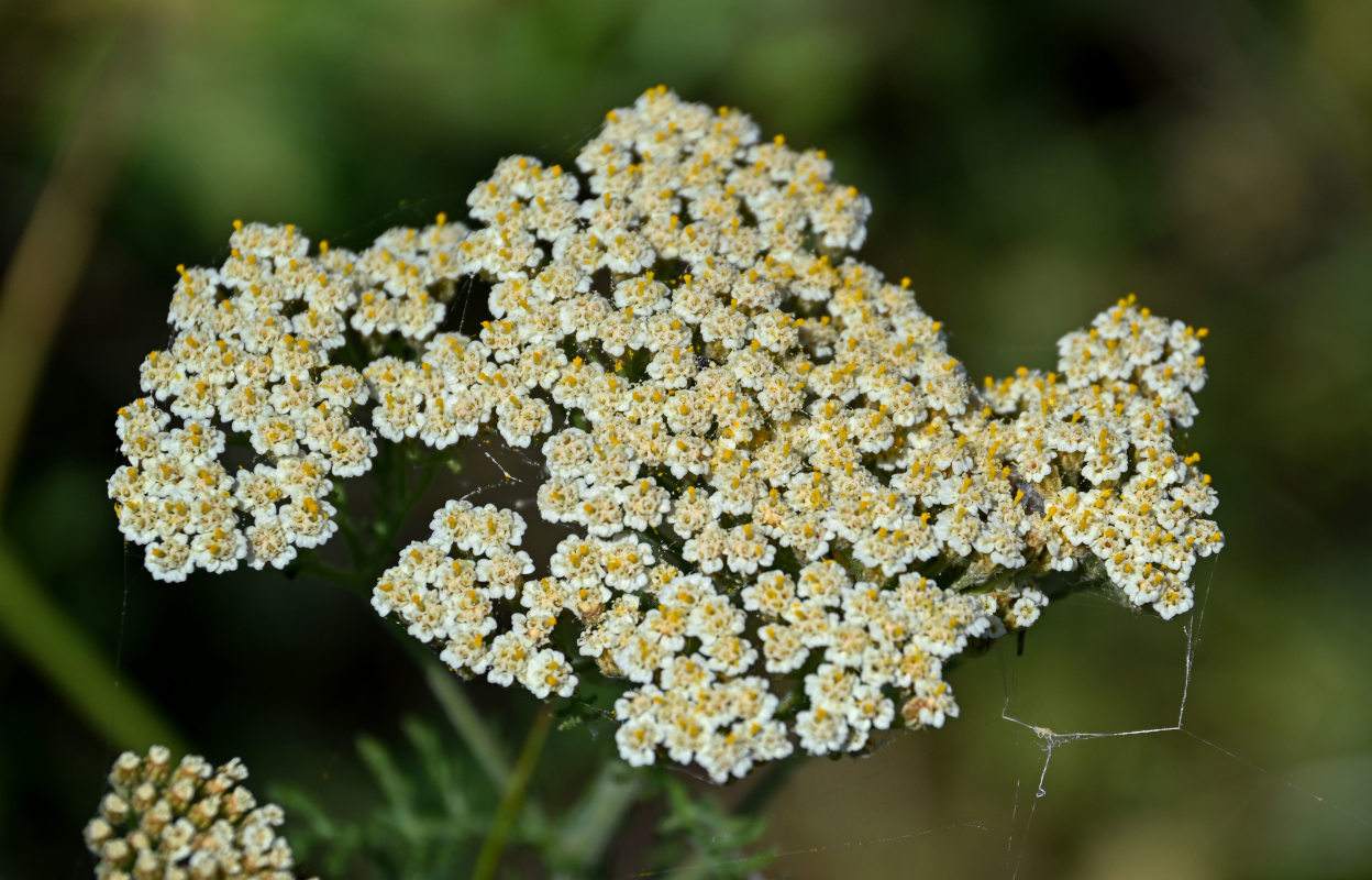 Изображение особи Achillea nobilis.