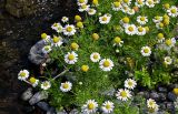 Tripleurospermum tetragonospermum