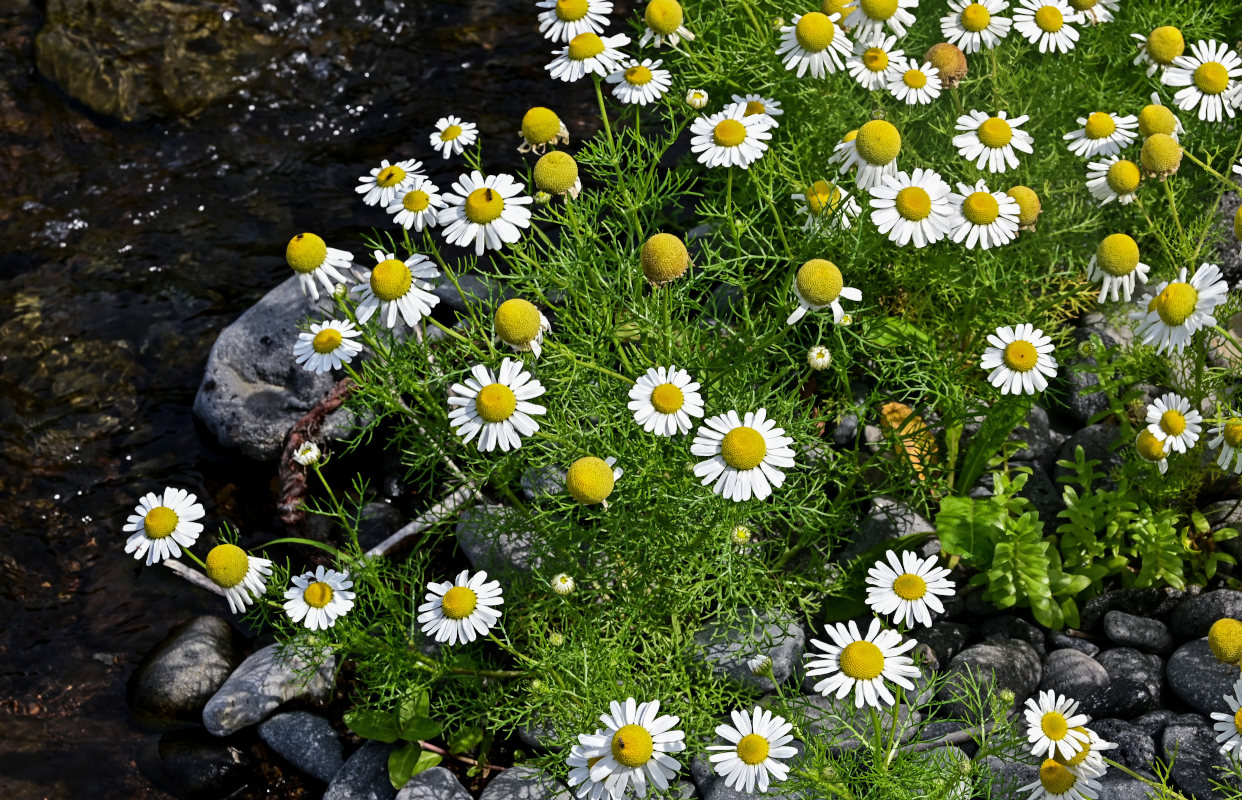 Image of Tripleurospermum tetragonospermum specimen.