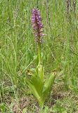 Orchis militaris