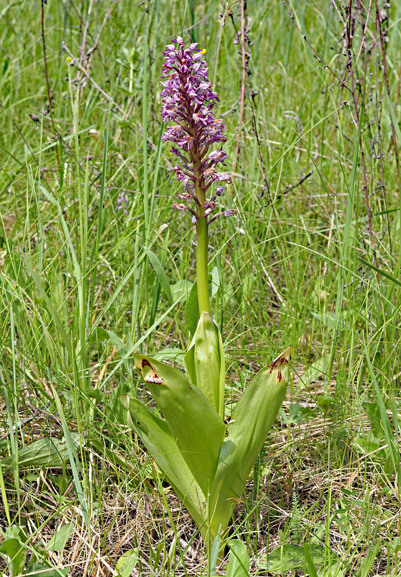 Image of Orchis militaris specimen.