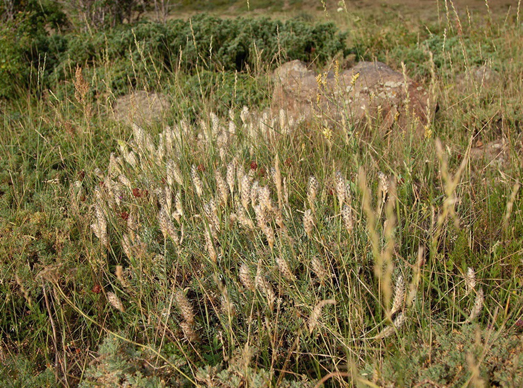 Изображение особи Astragalus lagurus.