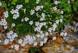 Gypsophila tenuifolia. Цветущие растения. Ингушетия, Джейрахский р-н, перевал Цей-Лоам, ≈ 2200 м н.у.м., на скале. 24.07.2022.