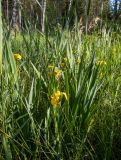 Iris pseudacorus. Цветущие растения в сообществе с Phragmites australis. Московская обл., Талдомский р-н, окр. СНТ \"Сокол\", заболоченная канава возле СНТ. 15.06.2023.