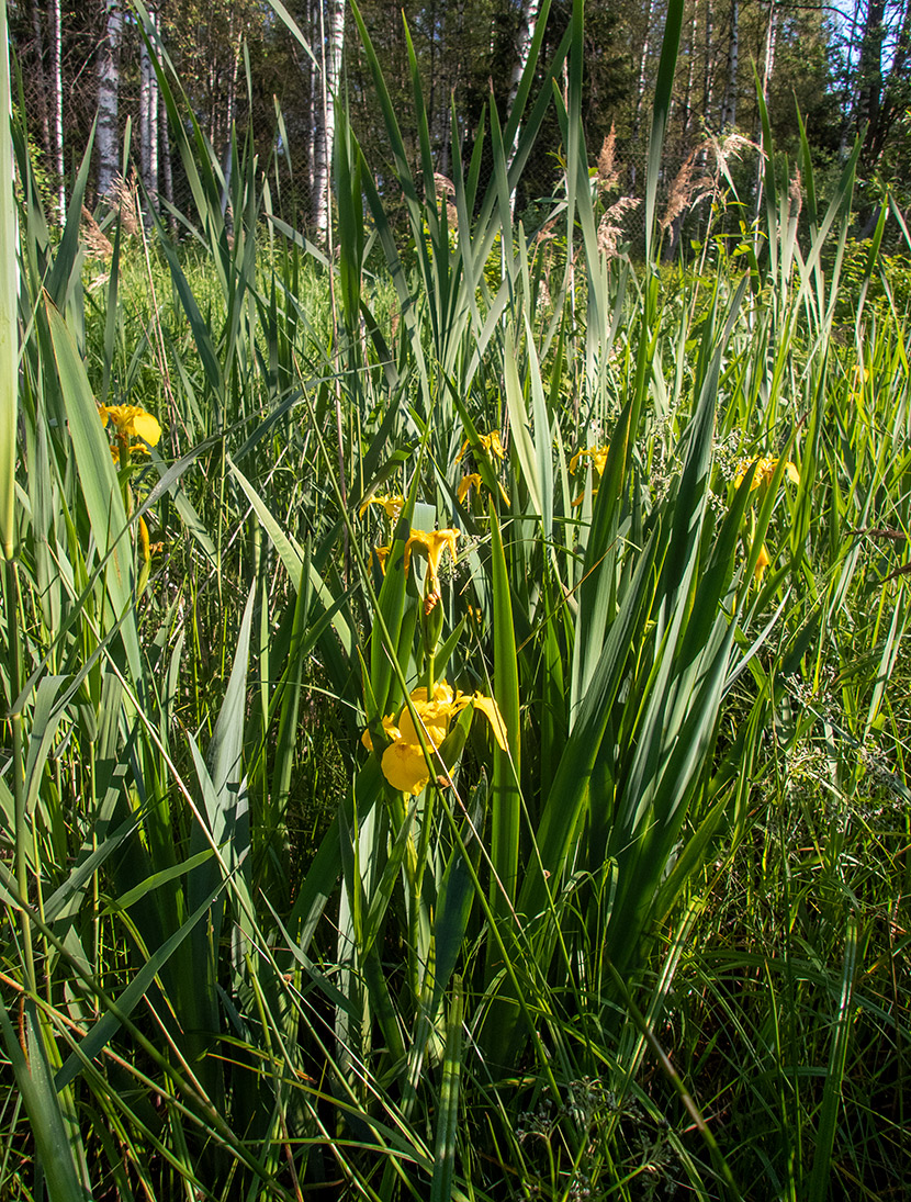 Изображение особи Iris pseudacorus.