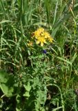 Hypericum maculatum. Верхушка цветущего растения. Челябинская обл., Златоустовский гор. округ, национальный парк \"Таганай\", приют «Гремучий ключ», луг. 7 июля 2023 г.