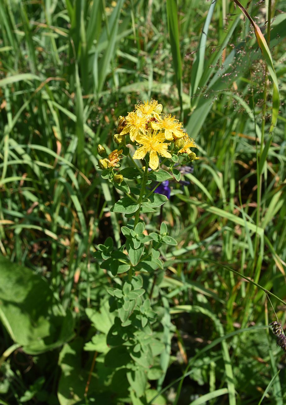 Изображение особи Hypericum maculatum.