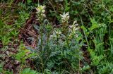 Pedicularis sibirica. Цветущие растения в сообществе с Fabaceae. Красноярский край, Берёзовский р-н, долина р. Мана, луговой склон. 06.06.2022.