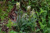 Pedicularis sibirica