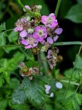 Rubus sanctus