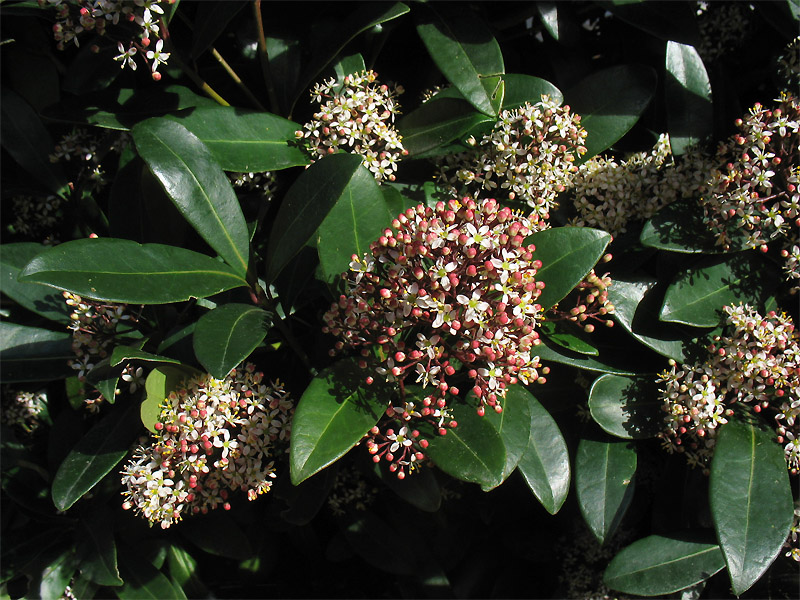 Image of Skimmia japonica specimen.