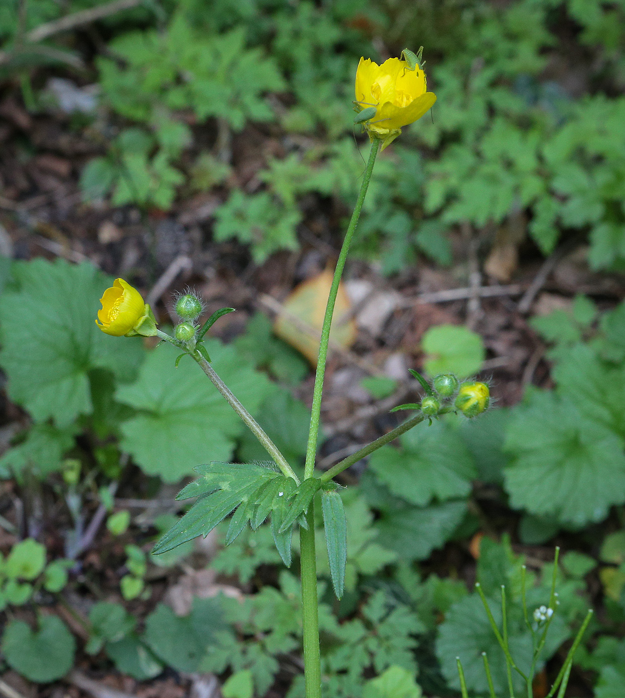 Изображение особи Ranunculus aleae.