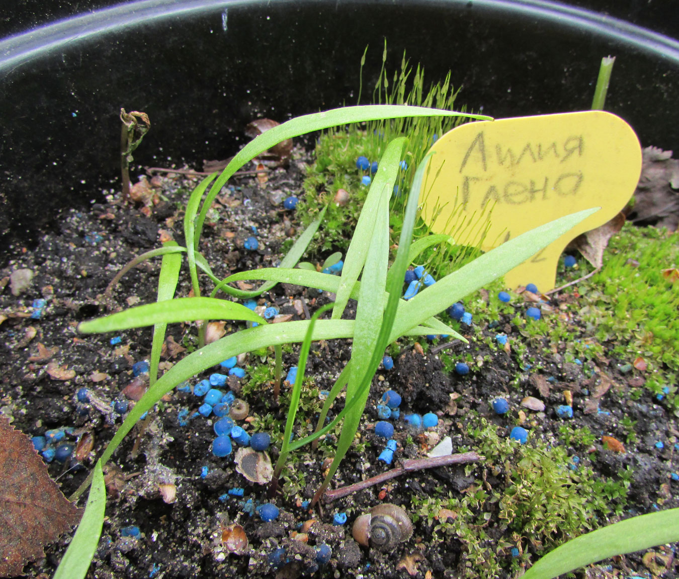 Image of Cardiocrinum cordatum specimen.