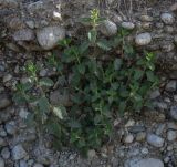 Teucrium chamaedrys