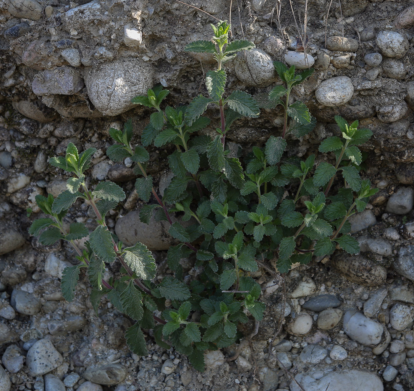 Изображение особи Teucrium chamaedrys.