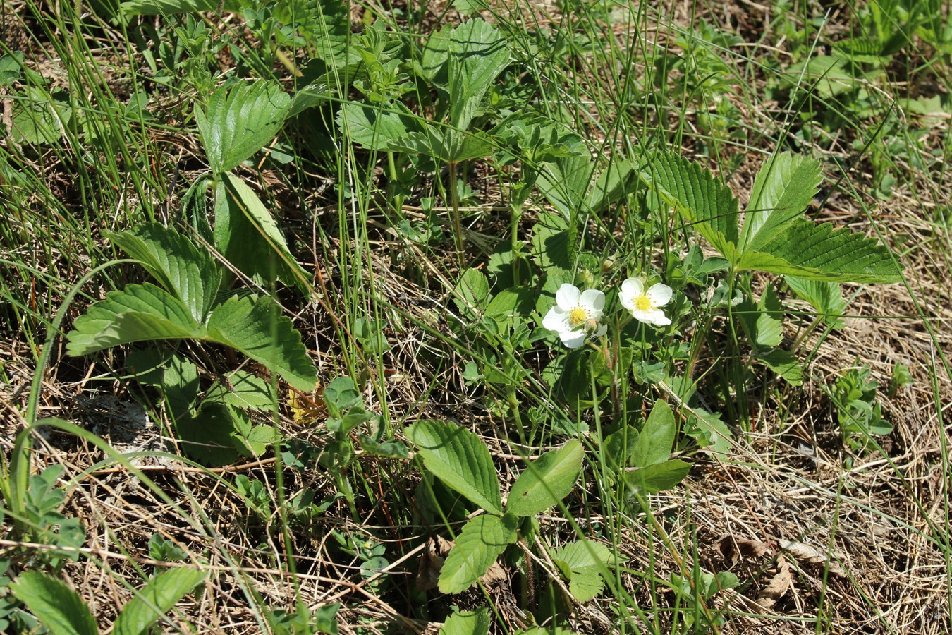 Image of genus Fragaria specimen.