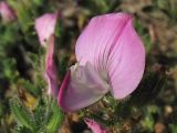 Ononis repens