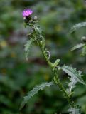 Carduus crispus