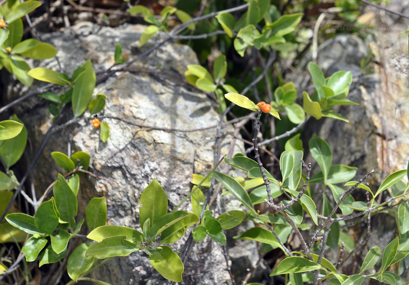 Image of Gynochthodes parvifolia specimen.