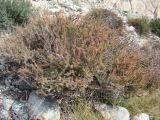 Berberis kaschgarica