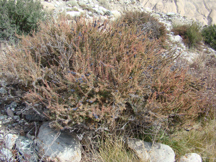 Image of Berberis kaschgarica specimen.