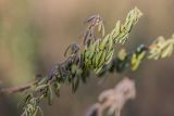 genus Chamaecytisus