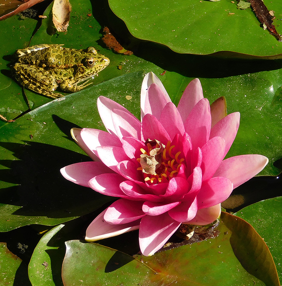 Изображение особи Nymphaea &times; marliacea.