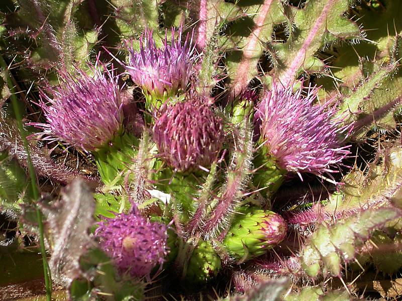 Image of Cirsium esculentum specimen.