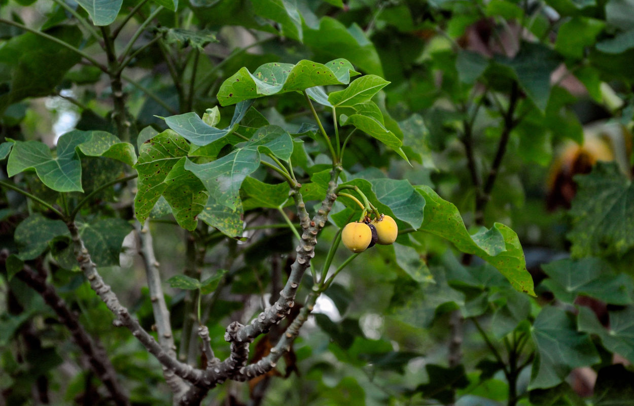 Image of Jatropha curcas specimen.