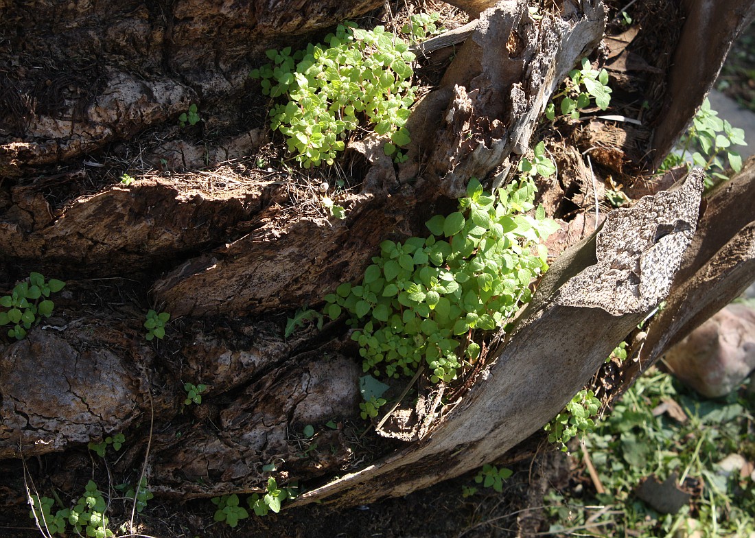 Изображение особи Parietaria lusitanica.