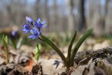 Scilla bifolia