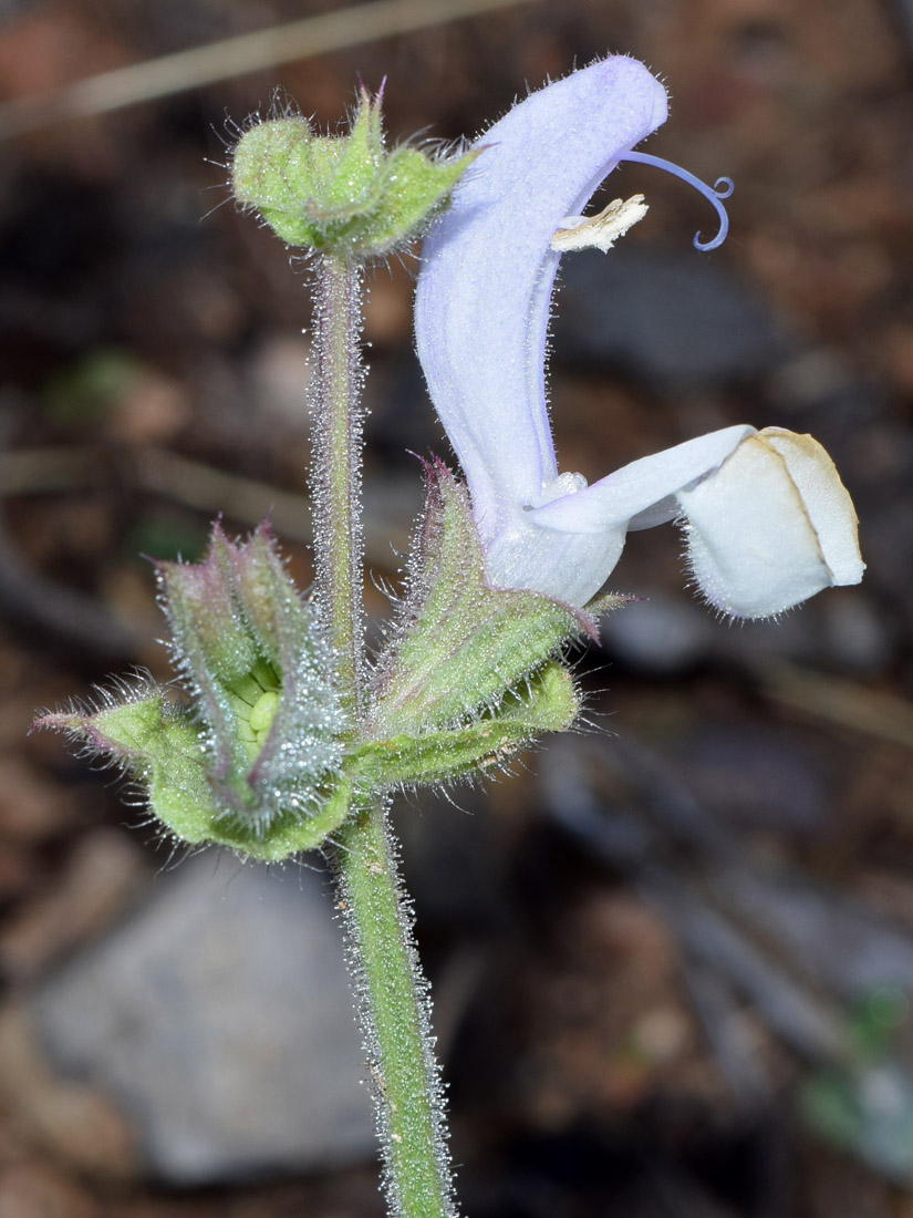 Изображение особи Salvia sclarea.