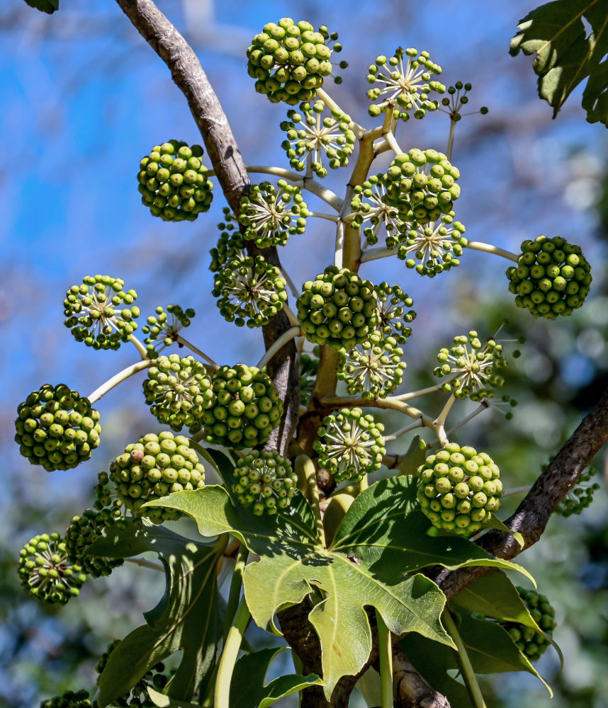 Image of Fatsia japonica specimen.