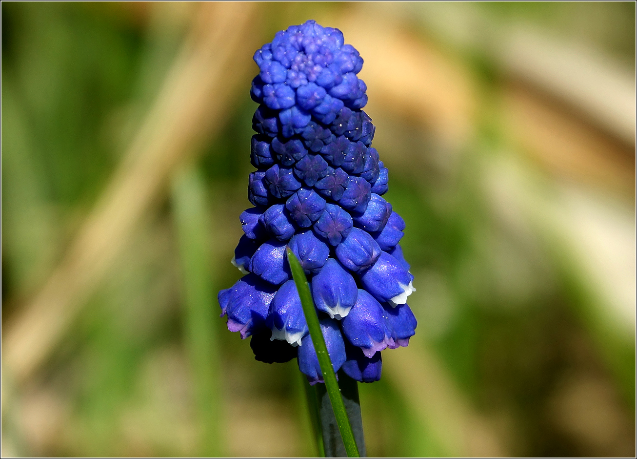 Image of Muscari botryoides specimen.