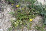 Potentilla reptans