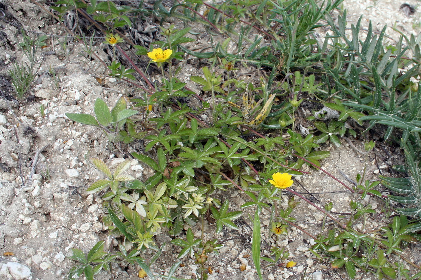 Image of Potentilla reptans specimen.