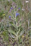 Anchusa azurea. Цветущее растение. Волгоградская обл., Камышинский р-н, Щербаковская балка 1 км С пос. Щербатовка, лугостепь на склоне. 22.05.2007.