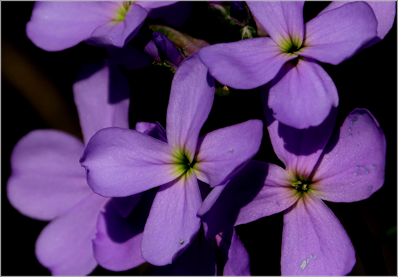 Изображение особи род Hesperis.