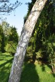 Betula pendula. Часть ствола. Узбекистан, г. Ташкент, Юнусабадский р-н, парковая зона, в городском озеленении, в культуре. 16.06.2025.