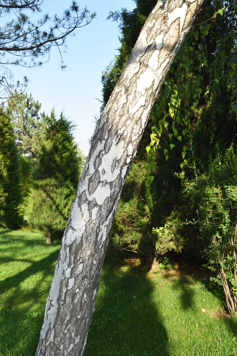 Image of Betula pendula specimen.