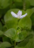 Claytonia cordifolia. Верхушка побега с цветком и бутонами. Мурманск, Октябрьский р-н, цветник, в культуре. 05.06.2025.