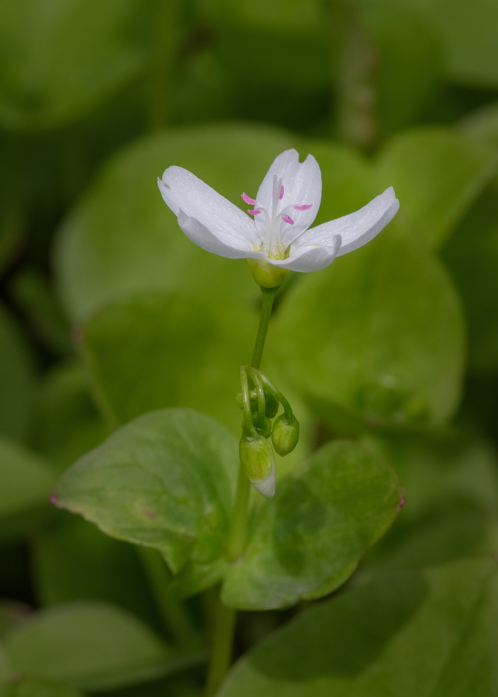 Image of Claytonia cordifolia specimen.