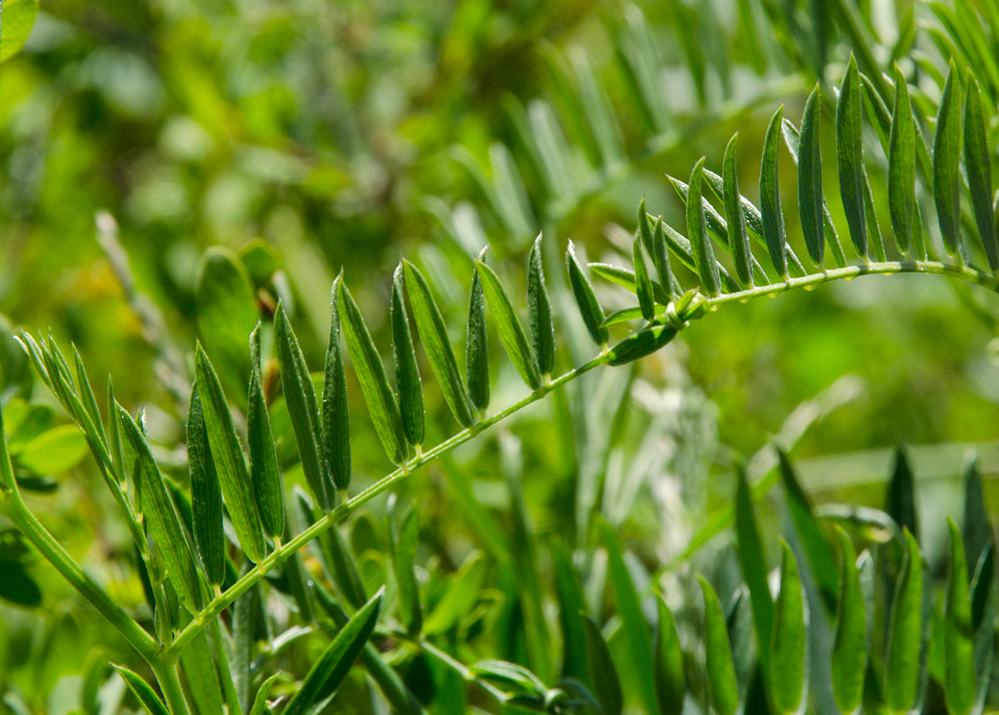 Image of genus Vicia specimen.