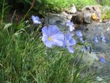 Linum altaicum. Побеги с цветками и бутонами. Казахстан, Жамбылская обл., Жуалынский р-н, запов. \"Аксу-Джабаглы\"; Таласский Алатау, ущ. Коксай, ≈ 2200 м н.у.м., берег речки. 1 июня 2025 г.