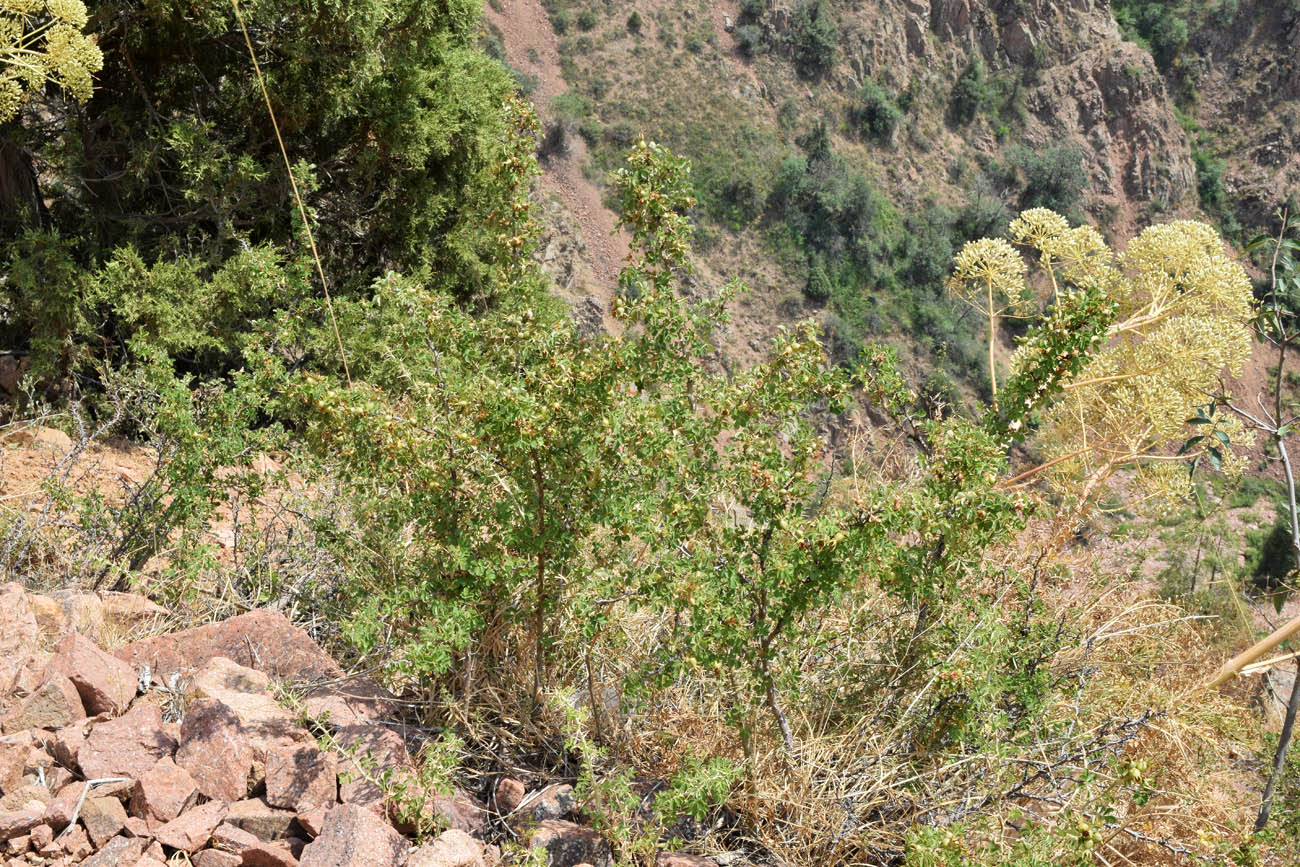 Image of Rosa fedtschenkoana specimen.