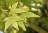 Acer palmatum
